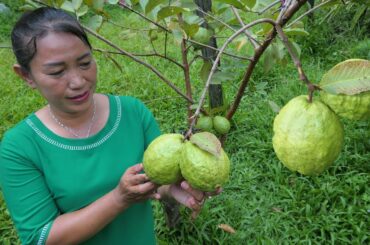 Tasty Guava Fruit With Chili Salt Eating - Eating Guava Fruit - Simple Life Cooking