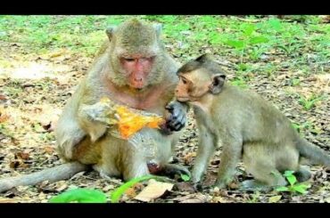 This is H.O.T chili, You can't eat,Polino!