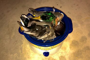 CATCH AND COOK MALLARD AND TEAL DUCK (My Enchilada CHILI RECIPE)