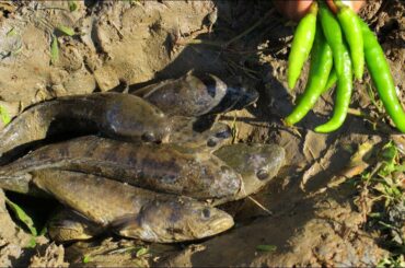 Unbelievable Fishing with Green Chili | Unique Fishing Video