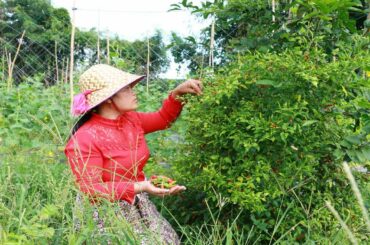 Yummy cooking chili sauce with BBQ cow recipe - Cooking in forest by woman