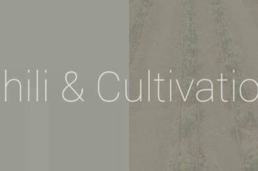 Amazing Chili & Cultivation