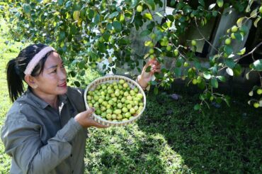 Tasty Jujube Fruit Chili Salt - Eating Jujube Fruit - Simple Life Cooking