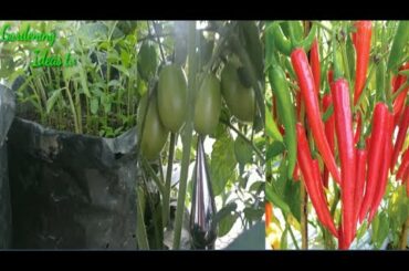 The Best Full Gardening Ideas, Chili, Tomato, Cucumber