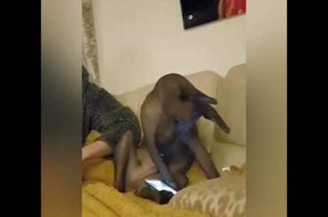 Sonderwol Legend Chili Pepper XOLO