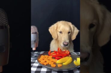 ASMR dog Tyler The Golden Reviewing vegetables, Chili Peppers and Carrot