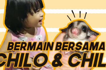 Bermain dengan Chilo dan Chili - Sugar glider imut menggemaskan