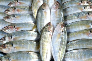 Sea Fish Recipe with Crispy Red Garlic, Climbing Wattle and Chili Sauce