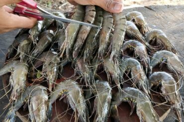 Tiger Shrimp Fried Green Onion / Shrimp Cooking Young Green Pepper