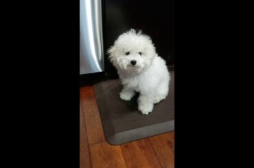 Fusion mexican idli-chili from leftovers (tacos & idli batter)