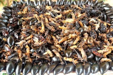 Mole Crickets, Water Scavenger Beetle and Cricket Recipe with Chili Sour&Sweet Sauce
