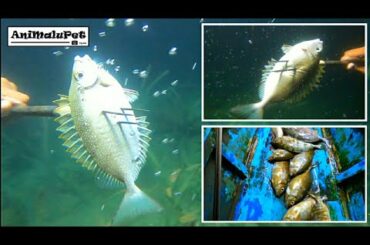 NIGHT Spearfishing Catch a Lot of "DANGGIT" or Rabbitfish [Catch & Cook]