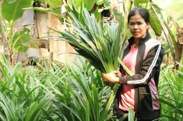 Cooking  Green Plant Leaves Dessert Recipe  |Traditional Dessert Cooking  |Khmer Food TV