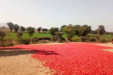 Red chili ground  year 2020