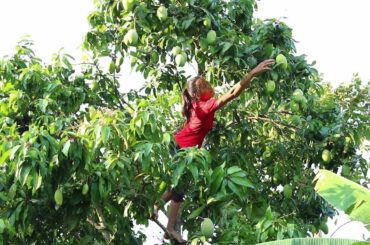 Natural Green Mango with Salt Chili Hot Spicy for Food - Green Mango for Eating delicious Ep 5