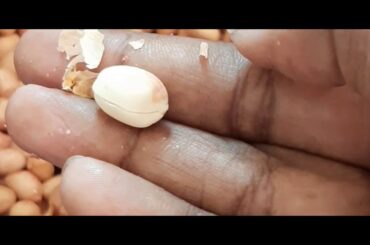 పల్లి పట్టి పర్ఫెక్ట్ కొలతలతో//healthy recipe//peanut chili with perfect measures