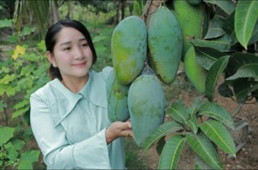 Sweet Mango Picking For Eating Chili Salt And Sweet Fish Sauce | Sros Yummy Cooking Vlogs
