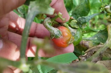 Plant of red chilli | Benefits of red chillis | Red chilli and green chilli review 2020