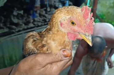 How to make Green Chili Chicken Recipe in My Village | Hyderabadi Green Chicken Recipe Village Food