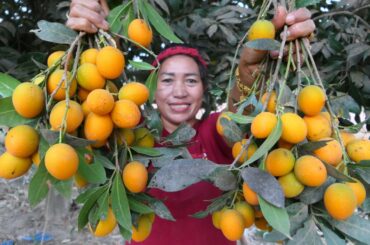 Pick Eating Golden Fruit  - Golden Fruit Chili Salt - Simple Life Cooking