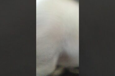 Making hot chili soup