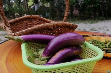 Harvest Eggplant and Chili for Lunch