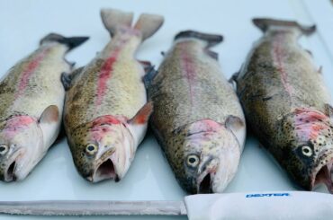 CATCH N' COOK | Crispy Rainbow Trout with Thai Chili Sauce~SO DELICIOUS Ep.#29