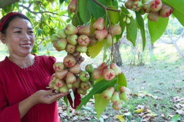Pick Rose Apple Chili Salt Eating - Rose Apple Eating - Simple Life Cooking