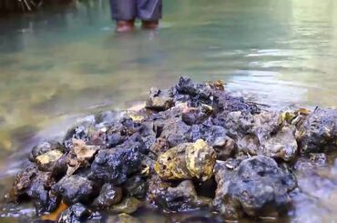 Forest COOKING SHRIMP BBQ with chili 🌶🌶sauce