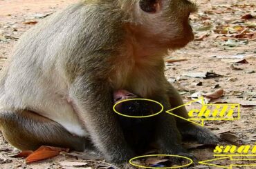 OMG!! Leyla is eating Snails with hot salt and chili and some droped on her baby Lucas.