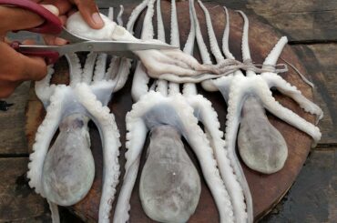 Tasty Cooking Octopus Salad Recipe / Kdeb Cooking