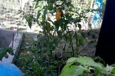 Home made Chili garlic yellow Habanero