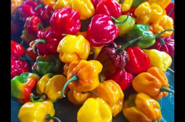 How To Dehydrate Scotch Bonnet Peppers | CaribbeanPot.com