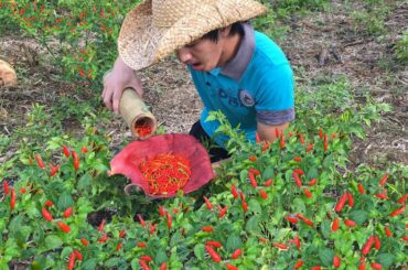Picking ripe Chili from the farm - Making hot chili Sauce | Rural Life | Survival Skills - Pt. 1