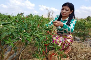 អាថ៏កំបាំងធ្វើជ្រក៉ម្ទេសឆ្ថាញ៉​​ | How To Make Delicious  Pickled Red Chili | Pickled Chili Khmer