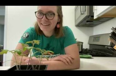 Lentil Chili (Recipe of the week!)