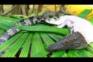 Cooking CROCODILE  BBQ Recipe  with CHILI Sauce