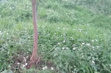 Sauteed kohlrabi sauteed with tomatoes and sauteed lemongrass and chili