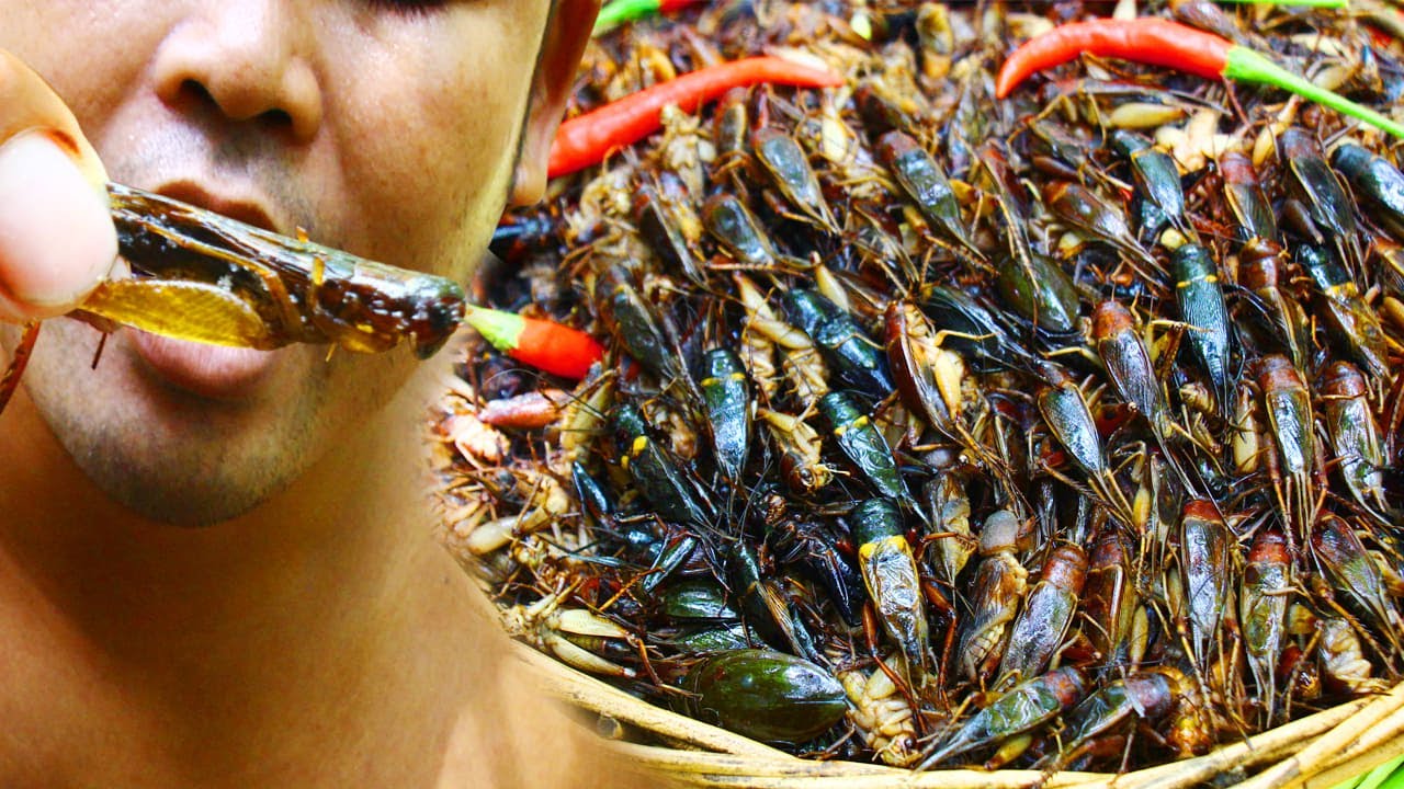 Cooking Crickets Bug with Hot Chili Cook Bugs,Insects,Crickets with Spicy Chili for Lunch