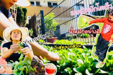 🍉🥬น้ำพริกทันใจ ทำยังไงผักโตเร็ว 😱Tuna chili paste. How to make vegetables grow faster😱
