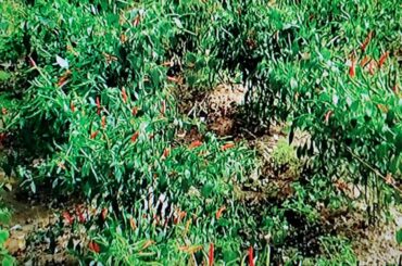 Pick up chili peppers at the back yard, thank you.