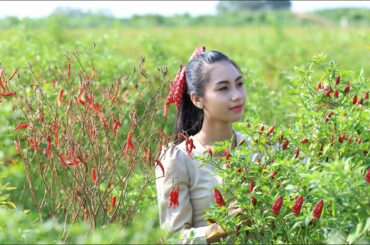 Harvest chili in my homeland and make chili sauce with my sister