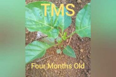 TMS Chilli Pepper From Seedlings To Having Young Pods #HottestChilliPeppers #TMSChilliPeppers #Chili
