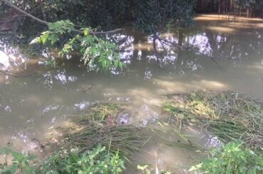 Roasted peanuts with beautiful, non-fishy garlic and chili