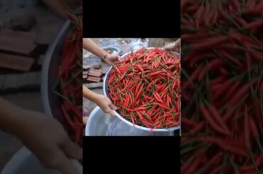 5kg RED CHILI with 100 EGGS recipe | Living and Cooking