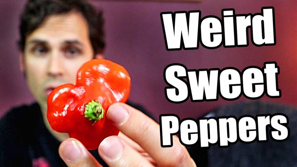 Weirdly Shaped Sweet Peppers Chili Pepper Reviews Chili Chili