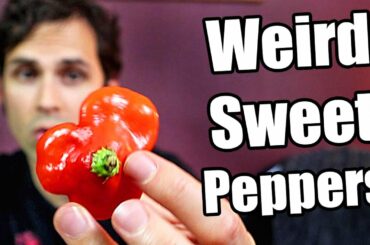 Weirdly Shaped Sweet Peppers - Chili Pepper Reviews
