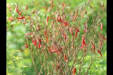Harvesting chili for making chili sauce | Filipino recipe