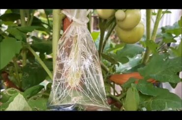 Ways to grow tomatoes, papaya, chili and beans