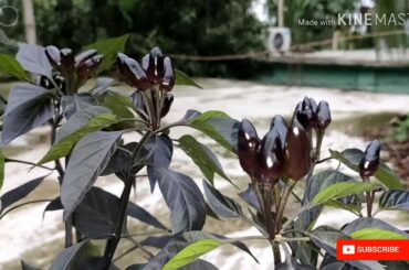 Black Chili || Different types of Chili.